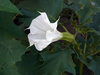 Datura stramonium