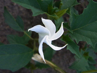 Datura stramonium