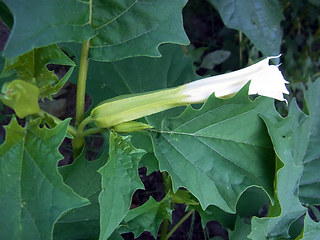 Datura stramonium