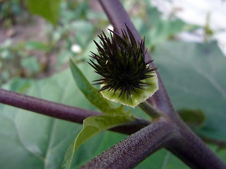 Datura stramonium