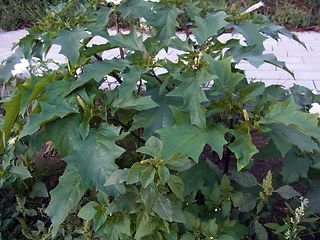 Datura stramonium