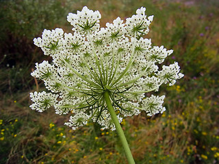 Daucus carota ssp. carota