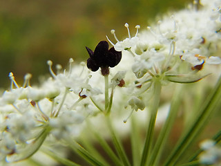 Daucus carota ssp. carota