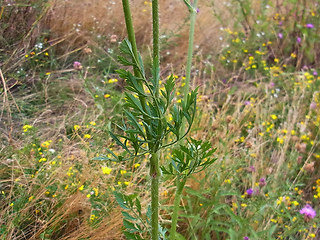 Daucus carota ssp. carota