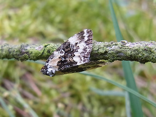 Deltote deceptoria