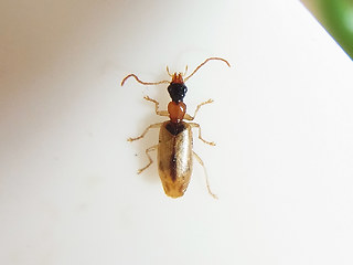 Demetrias atricapillus