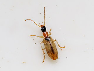 Demetrias atricapillus