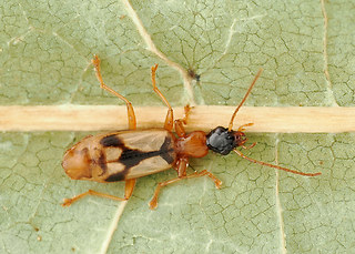 Demetrias imperialis