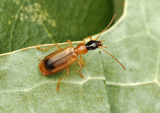 Demetrias monostigma