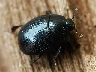 Dendrophilus punctatus