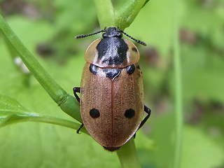 Dendroxena quadrimaculata