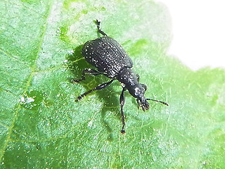 Deporaus betulae