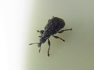 Deporaus betulae