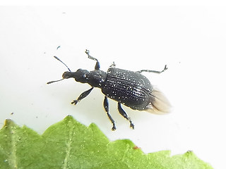 Deporaus betulae