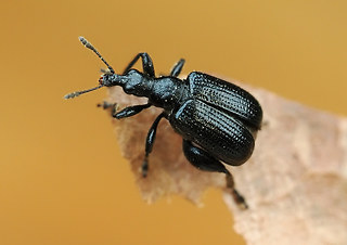 Deporaus betulae