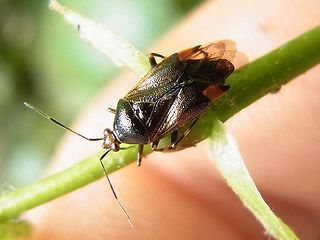 Deraeocoris ruber