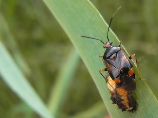 Deraeocoris ruber