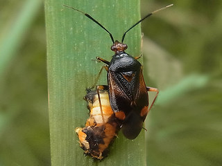 Deraeocoris ruber