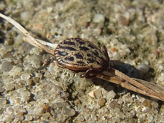 Dermacentor reticulatus