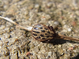 Dermacentor reticulatus