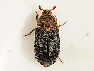 Dermestes  undulatus