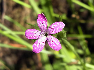 Dianthus armeria