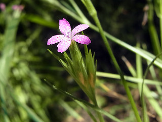 Dianthus armeria