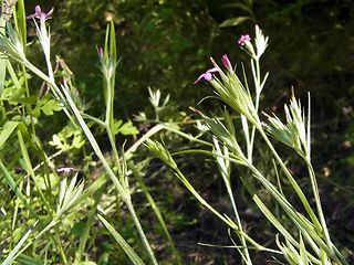 Dianthus armeria