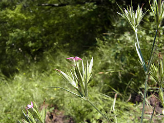 Dianthus armeria