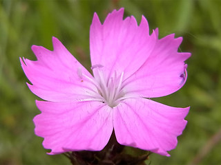 Dianthus carthusianorum