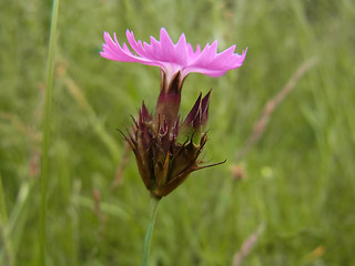 Dianthus carthusianorum