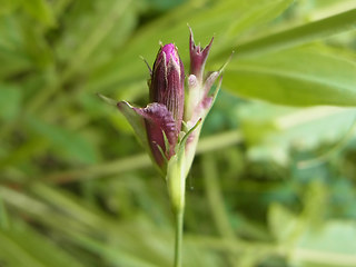 Dianthus carthusianorum