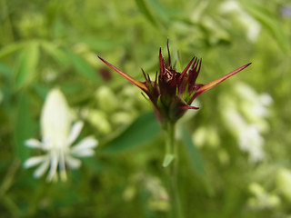 Dianthus carthusianorum