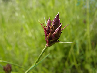 Dianthus carthusianorum