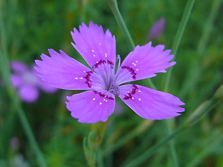 Dianthus deltoides