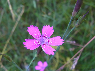 Dianthus deltoides