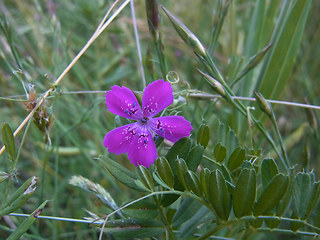 Dianthus deltoides