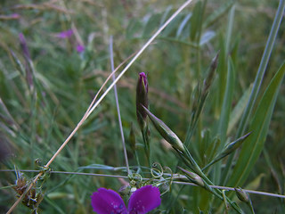 Dianthus deltoides