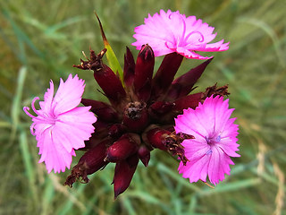 Dianthus giganteus