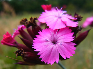 Dianthus giganteus