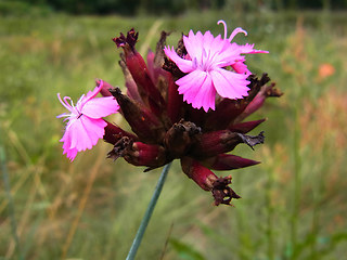 Dianthus giganteus