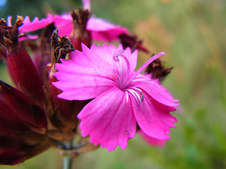 Dianthus giganteus