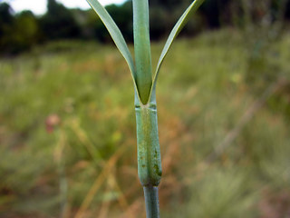 Dianthus giganteus