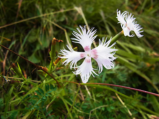 Dianthus monspessulanus