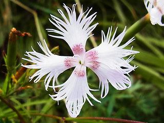 Dianthus monspessulanus