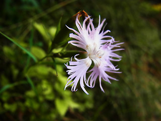 Dianthus monspessulanus