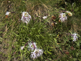 Dianthus superbus ssp. alpestris
