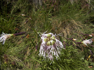 Dianthus superbus ssp. alpestris