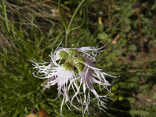 Dianthus superbus ssp. alpestris