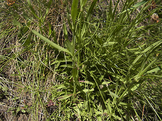 Dianthus superbus ssp. alpestris